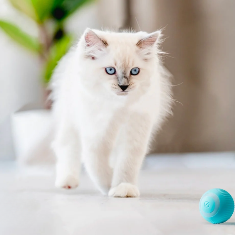 Kattebold